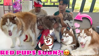 Hercules & Mishka Are Having Puppies Soon! | COPPER PUPS COMING! | Husky Pack TV