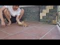 可愛いすぎる子猫 PART 14 || 子猫 1989