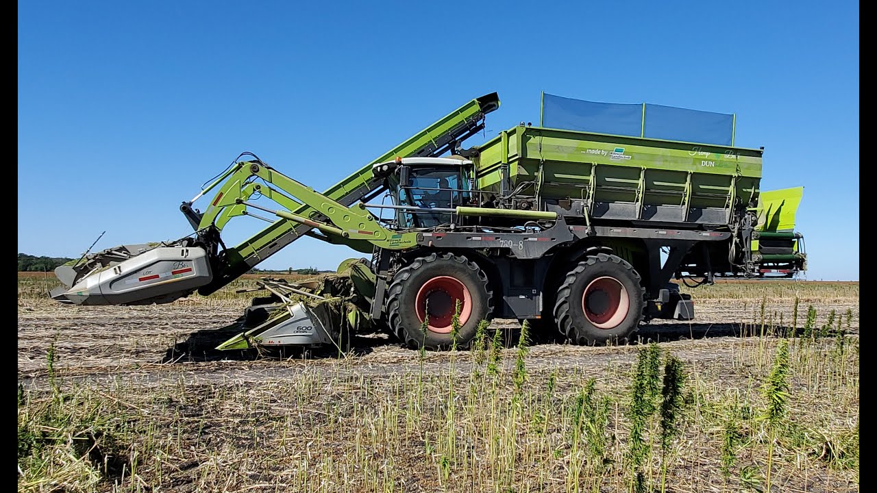 Harvesting Hemp in Manitoba 2020