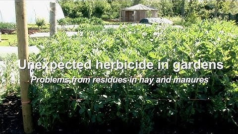 Identify growth problems caused by aminopyralid residues in hay and horse manure