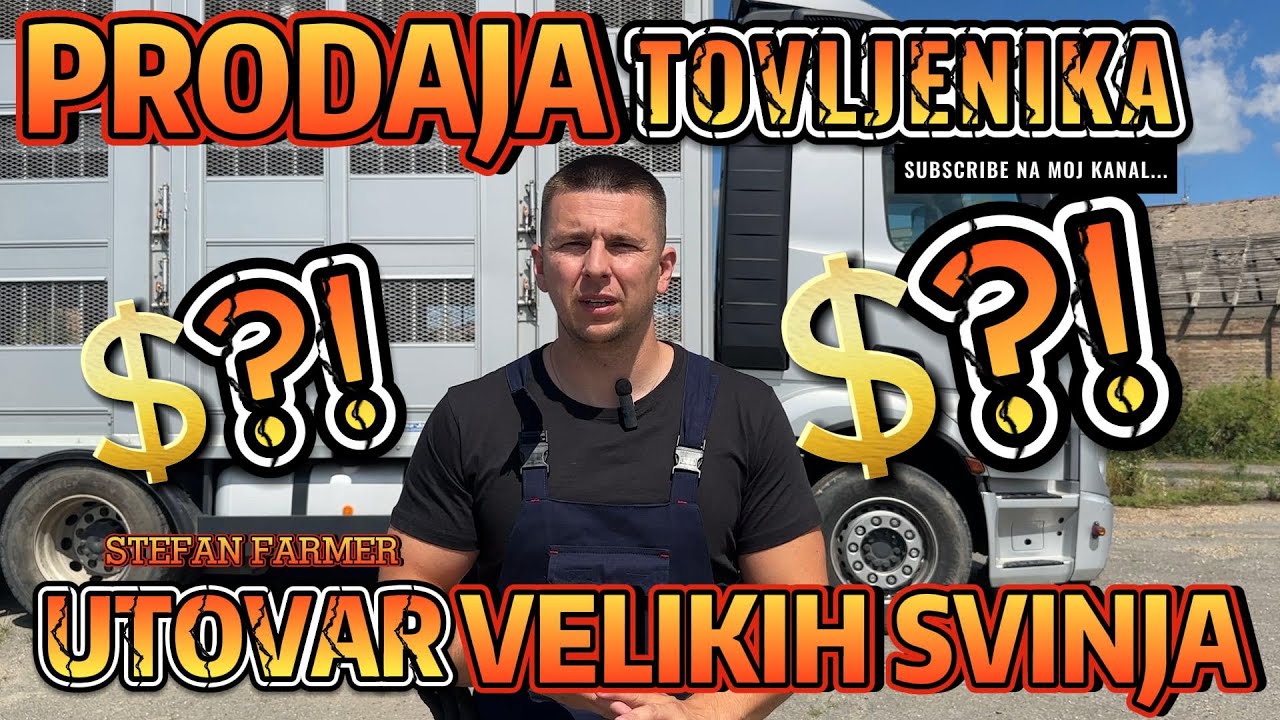 SAMO DVA RADNIKA TOVARE 300 SVINJA !