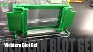 How to make Western Blot gel