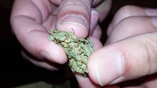 RivR- Obama kush strain review!!!