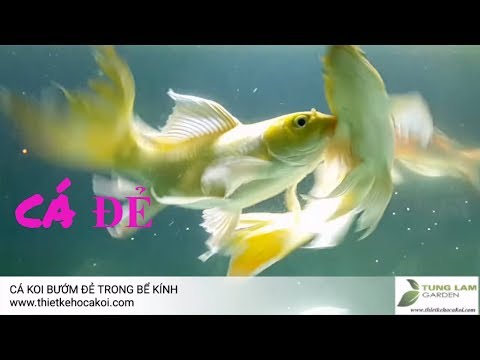 Video ✅KOI.20*CÁ KOI BƯỚM* Cá Koi bướm đẻ trứng trong bể... - youtube