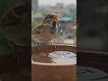 ☀️ तपती गर्मी में पक्षियों को भी हमारी मदद की ज़रूरत होती है। 🐦💧