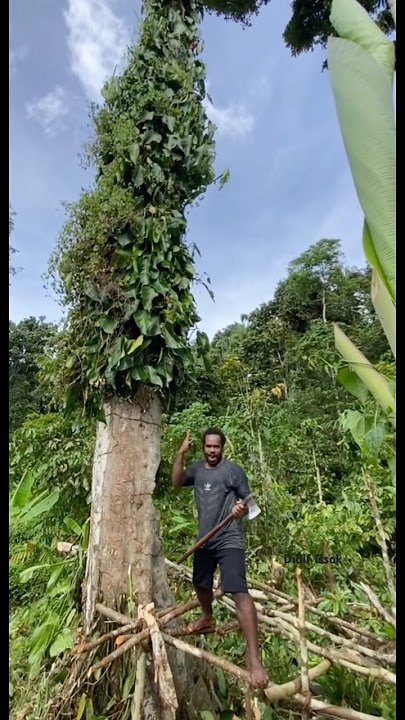 Skill tebang pohon besar, dan saat detik terakhir pojon tumbang 🪓🌲