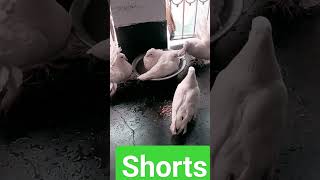 pigeon bath???? viral shorts trending bird pigeon vlogs best pets video  trendingshorts