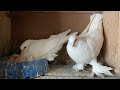 Бойные Голуби🕊 Ястреба работают на пару, потери не прекращаются! #бойныеголуби #pigeons #wardoves