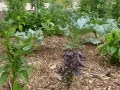 Mini Food Forest in Denver, Colorado. A front yard edible garden using permaculture design.