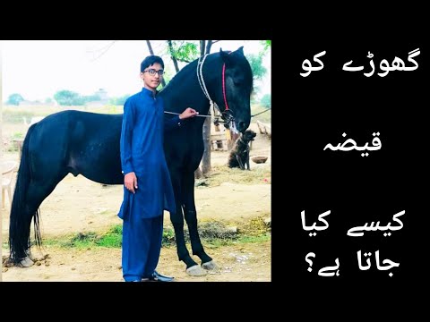 گھوڑے کو قیضہ کیسے کیا جاتا ہے؟؟