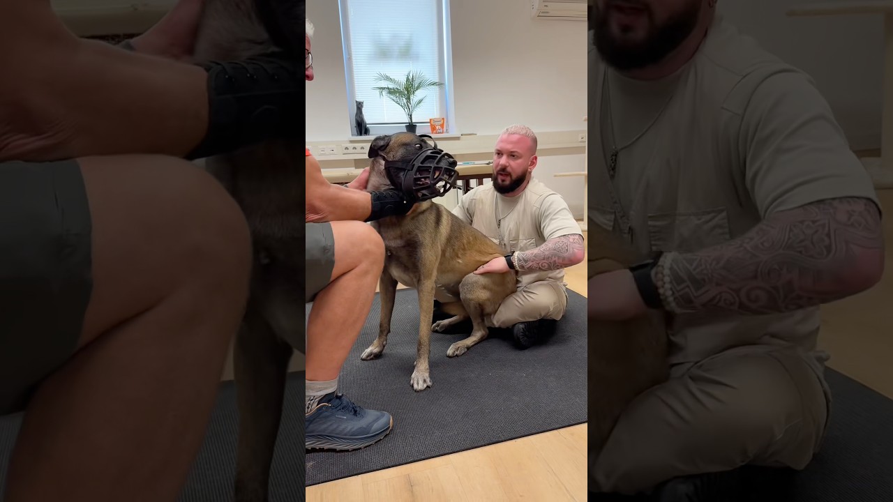 Angry Dog In Pain Tries To Bite While being Helped! 😬