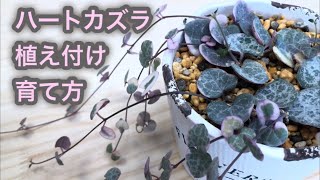 ハートカズラの植え付け 育て方 Ceropegia Woodii 観葉植物 Youtube
