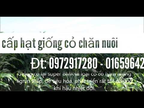 Video: Thu Hoạch Hạt Giống Cỏ Từ Cây Cảnh: Học Cách Tiết Kiệm Hạt Giống Cỏ Cảnh