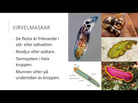 Video: Skillnaden Mellan Wrapper Class Och Primitive Type I Java