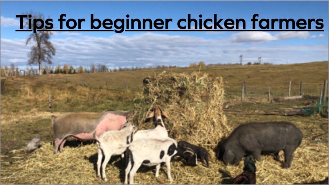 Tips for new or beginning poultry farmers, you can do it and you can