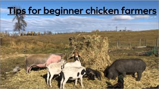 Tips for new or beginning poultry farmers, you can do it and you can make money homesteading!!!! by The Frugal Farmstead 366 views 1 year ago 11 minutes, 6 seconds