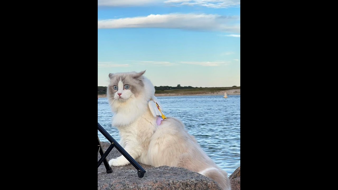 Indoor cat Vs. Outdoor cat? This Ragdoll is so different YouTube