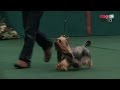 Australian Silky Terrier - Best of Breed の動画、YouTube動画。