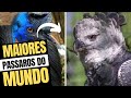 MAIORES AVES DO MUNDO | As aves mais grandes do mundo, parte 1