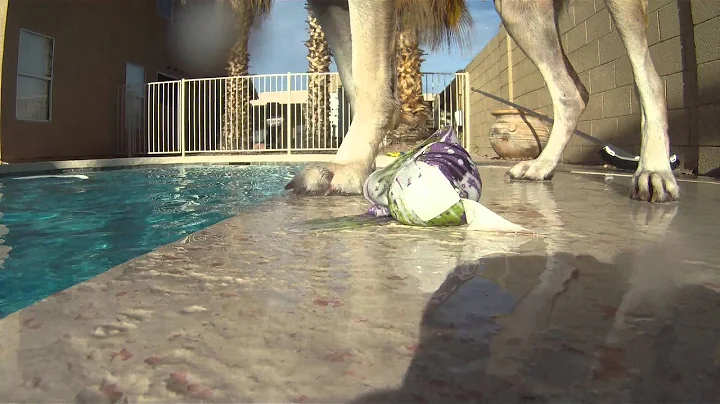 Dog Plays Fetch With Self