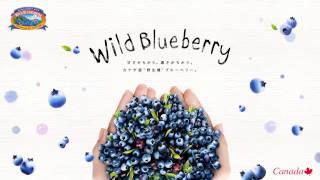 The Story of Wild Blueberry  ワイルドブルーベリー