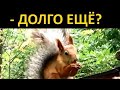 Rare Squirrel Moment Caught On Video