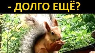 Rare Squirrel Moment Caught On Video