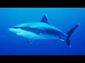 Facts: The Silvertip Shark