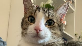 CAT VLOG #46