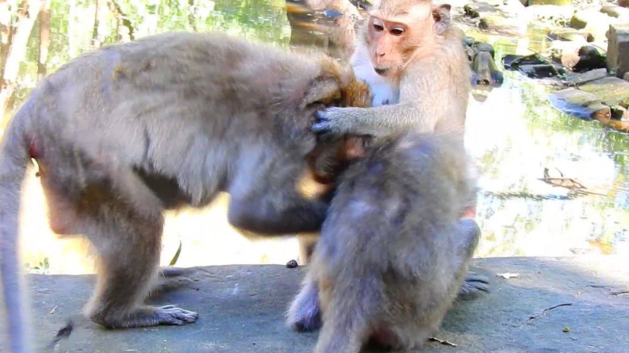 when Jade come back home members to forgot her even Jinx to forgot her Mom too, and Javor not confus