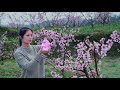How to Make Peach Blossom Wine from the Deep Mountains