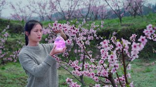 Download Lagu How to Make Peach Blossom Wine from the Deep Mountains MP3