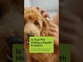 Recognizing Early Pet Health Signs