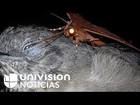 Un ecologista brasileño capta en video a una polilla bebiendo las lágrimas de un ave