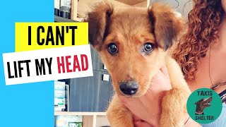 Puppy Triumph: The Unstoppable HeadLocked Puppy. Bingo's story  Takis Shelter
