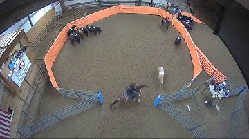 Big Sky Ranch Sorting Saddle Series #2 - #6 H/C - Round #1 - Ride #5