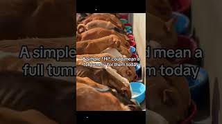 10shares=a chance to a meal of dog food,DONATE PLEASE