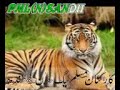PML N Song Latest 2017 Kashmiri Pmln Song Pml N Lover PML N Song Latest 2017 Kashmiri Pmln Song Pml N Lover