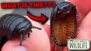 THESE Are NOT What You THINK! THE Bizarre PILL MILLIPEDE!