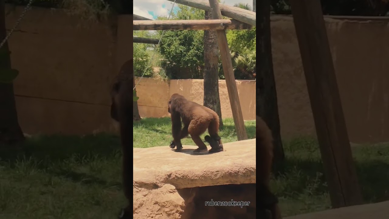 Don't miss the Baby Gorillas