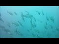 M-dive 念願のポイントに潜ったよ～♪