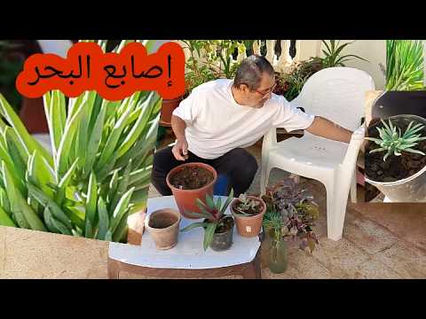 نبات اصابع البحر من العصارات لا يجب سقيها في كل مرة