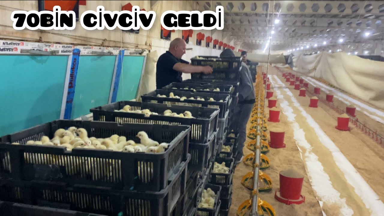 ETLİK TAVUK ÇİFTLİĞİ~70 BİN CİVCİV GELDİ~SERÜVEN BAŞLADI