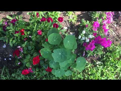Birds Chirping | Spring 2019