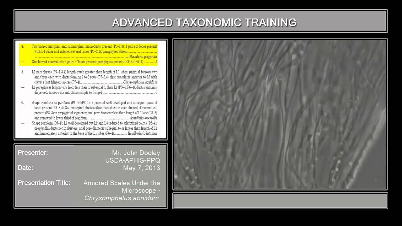 Armored Scales  Under the Microscope – Chrysomphalus aonidum