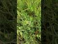 SAYUR ALUR or Tanaman Alor ‼️ Suaeda maritima #Suaedamaritima #alur #alor #tanamanalor #tanamanalur