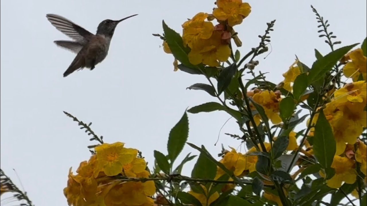 Yellow Bells Flowers and Hummingbirds. Peaceful Moments with Nature, Cloudy and Drizzling Summer Day