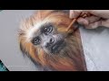 Tamarin-lion à tête dorée aux pastels par Marion Tubiana