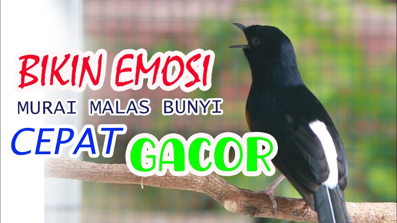 KRETEKAN MURAI BATU MEMANCING EMOSI