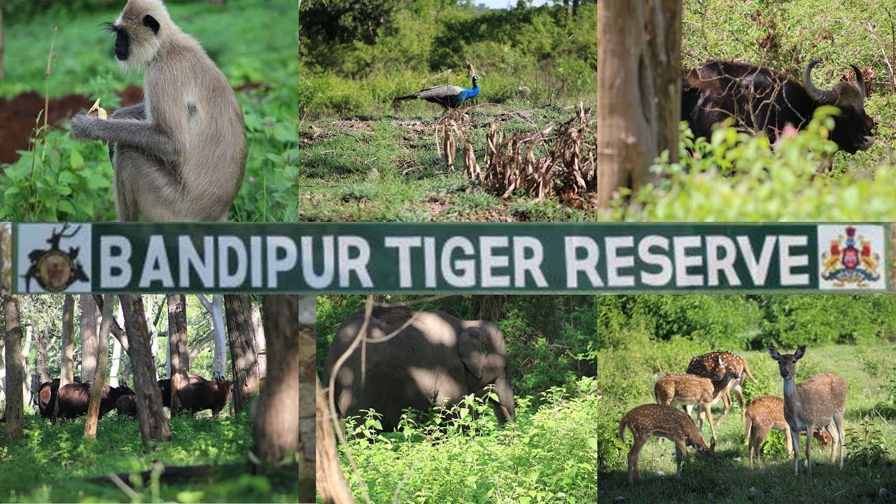 bandipur safari videos